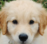 Golden Retriever Puppies For Sale