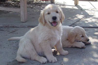 Golden Retriever Breeder