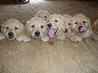 Golden Retriever Family Dog